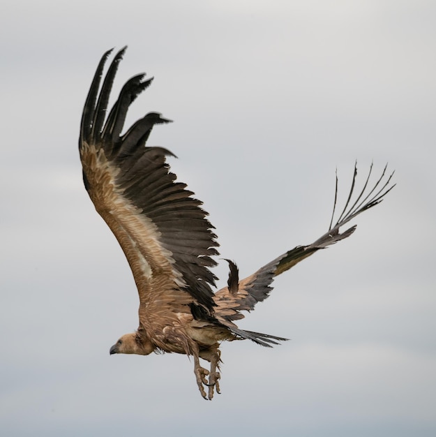 Grifone gyps fulvus