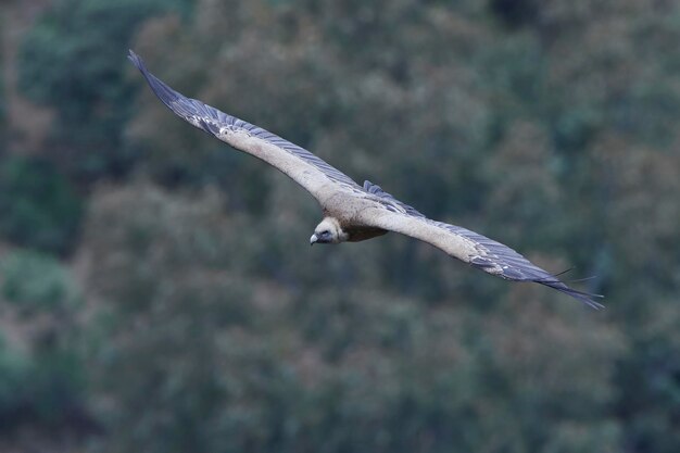 Griffon vulture Gyps fulvus