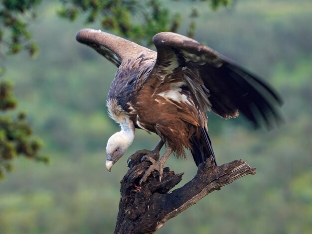 Griffon vulture Gyps fulvus