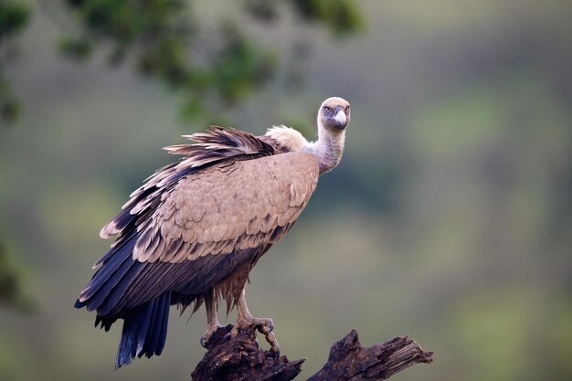 Griffon vulture Gyps fulvus