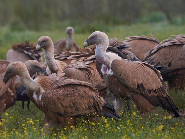 Griffon vulture Gyps fulvus