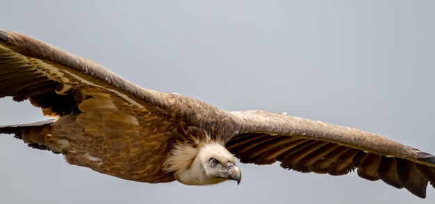 Photo griffon vulture, (gyps fulvus)