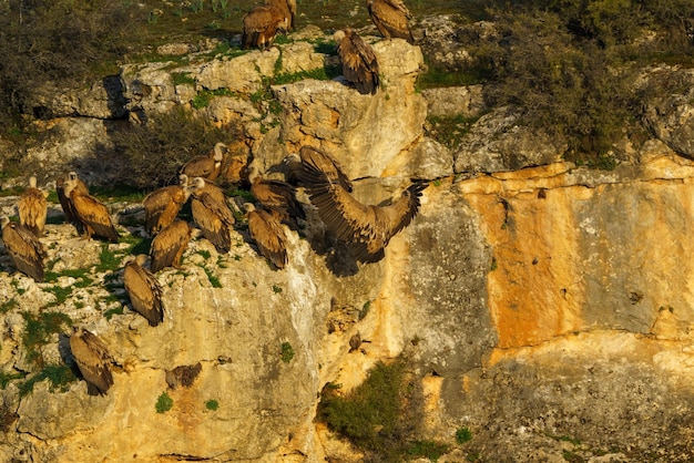 Griffon vulture landing on granite rock in the early morning sunshine