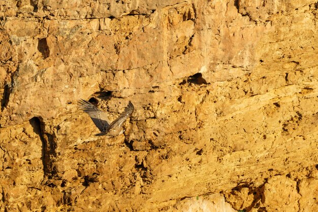 이른 아침 햇살에 화강암 바위에 착륙하는 그리폰 독수리