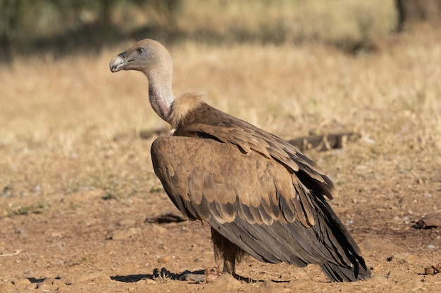 Photo griffon vulture portrait monfrage national park