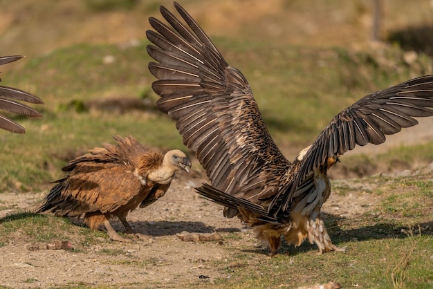 Griffon vulture rebuking a bearded vulture with open wings