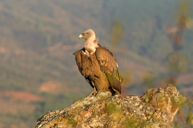 Griffon vulture in the wild