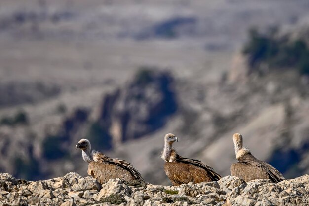 Griffon vultures or Gyps fulvus perched on the mountain