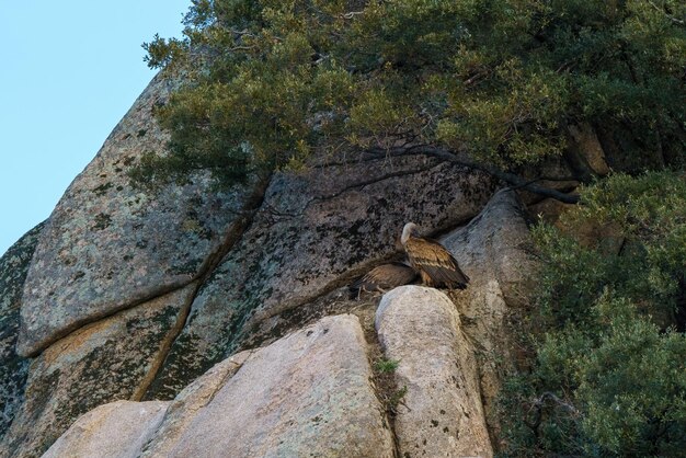花崗岩の岩の上に巣を作り、その隣に木々を置くグリフォンハゲワシ