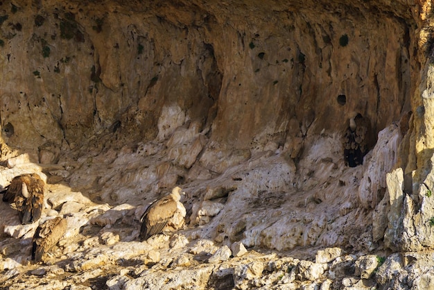 Griffon Vultures nesting in granite rock gullies