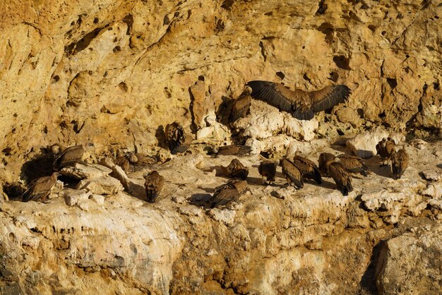 Griffon Vultures nesting in granite rock gullies