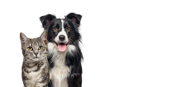 Grijs gestreepte Cyperse kat en een border collie hond met gelukkige uitdrukking samen geïsoleerd op witte spandoek ingelijst kijkend naar de camera