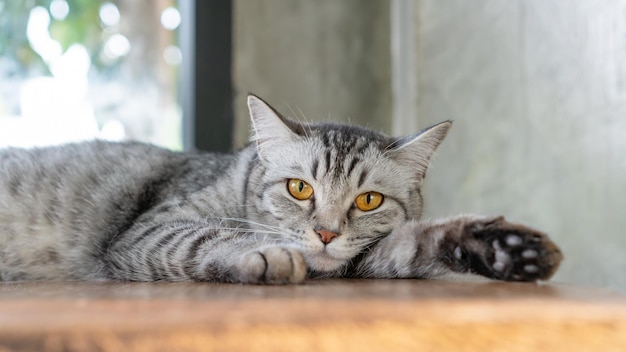 Foto grijs gestreepte kat die in de kamer ligt