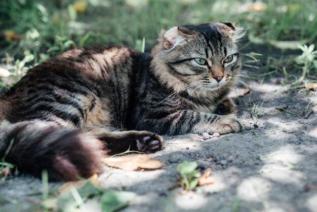 Grijs gestreepte kat die op het groene gras slaapt