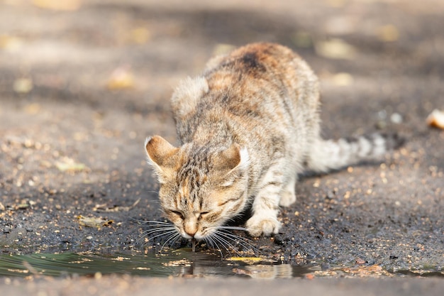 Grijs gestreepte kat loopt aangelijnd op groen gras buitenshuisx9