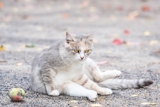 Grijs gestreepte kat loopt aangelijnd op groen gras buitenshuisx9