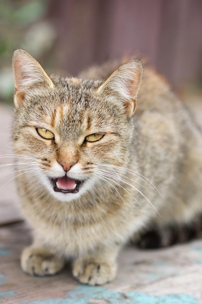 Grijs gestreepte kat loopt aangelijnd op groen gras buitenshuisx9