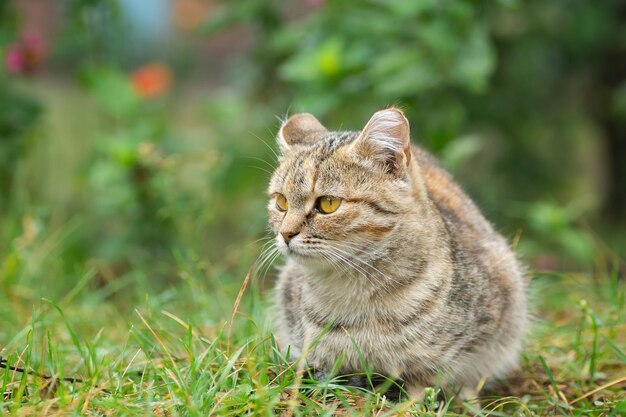 Grijs gestreepte kat loopt buiten aan de lijn op groen gras