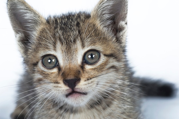 Grijs gestreepte Kitten op een wit