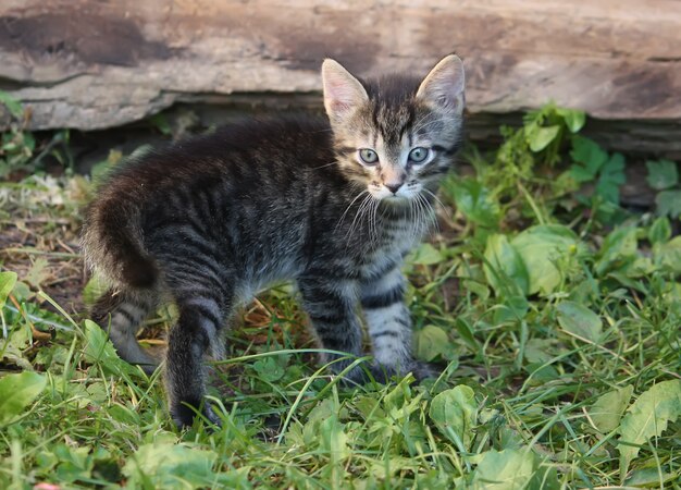 Grijs gestreepte schattige tabby kitten buiten spelen