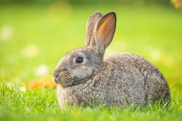 Grijs konijn op groen gras, selectieve aandacht. Pasen concept.