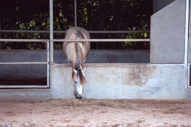 Grijs paard dat hooi in de stal op landbouwbedrijf in Thailand eet