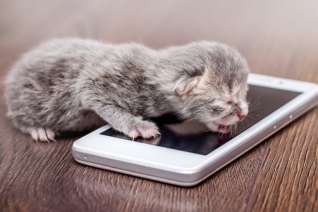 Grijs pasgeboren katje dichtbij telefoon. Beheer van businesscases via de telefoon. Bel naar baas_