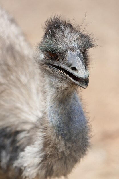 Foto grijs struisvogel gezicht met wazige achtergrond