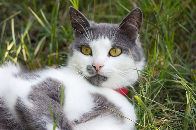 grijs-witte kat op groen gras spelen kat in de zomer