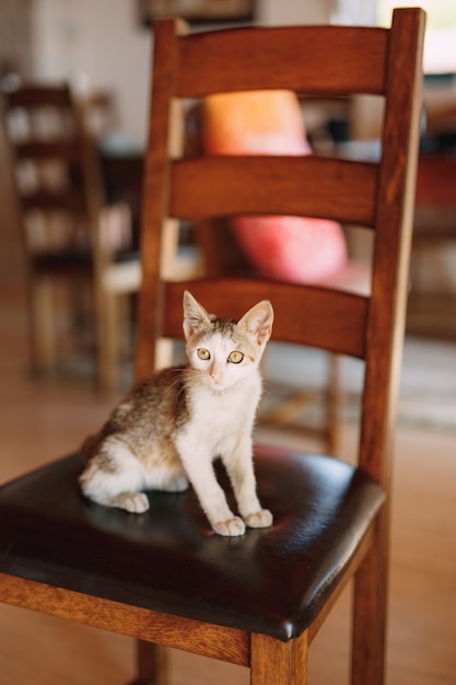 Grijs-witte kat zit op een stoel met een houten rugleuning en leren zitting