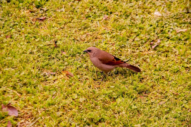 Foto grijsachtige baywing agelaioides badius op een gazon