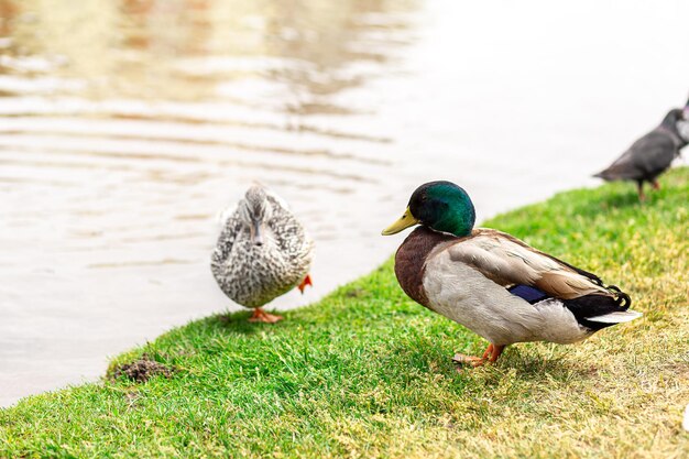 Grijsbruine eend rustend op een groene weide aan het meer tegen de achtergrond van een prachtig landschap