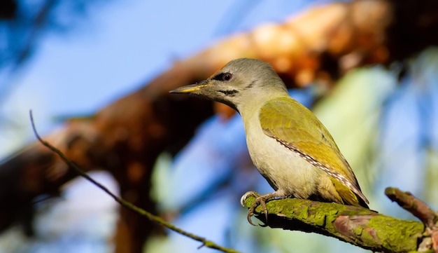 Grijsharige specht picus canus Een vogel in het bos zit op een mooie tak van een oude boom