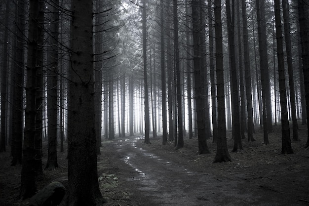 Grijswaardenopname van een pad in het bos met kale hoge bomen - depressieconcept