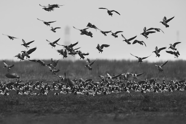 Grijswaardenopname van een prachtige zwerm vliegende vogels over het veld