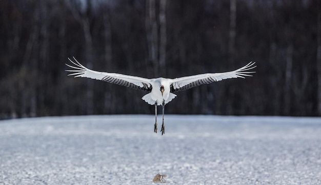 Grijswaardenopname van een witte ooievaar die over de besneeuwde vallei vliegt
