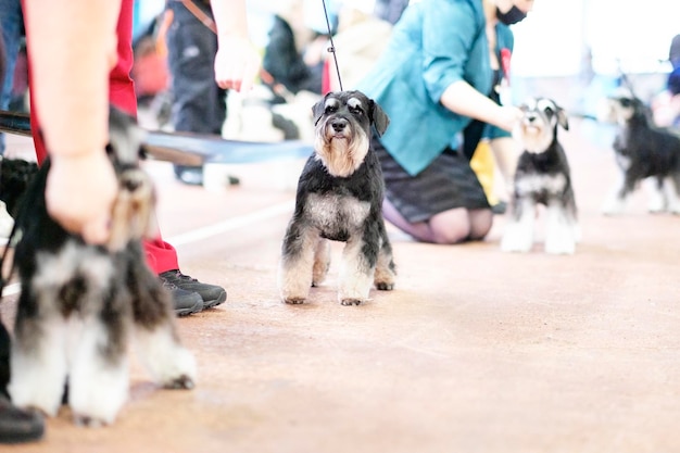 Grijswitte schnauzer in een stand tijdens een vergelijking van honden in de ring op een hondenshow