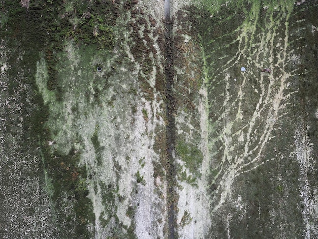 Grijze betonnen textuur met groene mosachtergrond