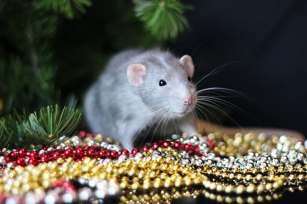 Foto grijze binnenlandse rat op een tak van een kerstboom.