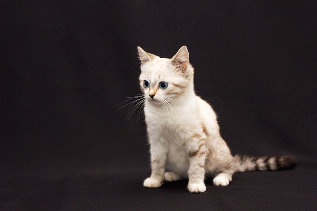 Grijze bontkat met blauwe ogen op zwarte achtergrond