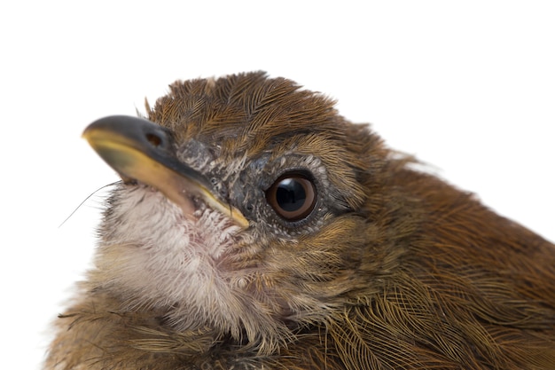 Grijze bovenlijf jungle vliegenvanger vogel