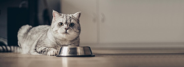 Grijze Britse dikke gestreepte kat eet uit een schaal op een houten vloer Leuke raszuivere kitten in de keuken met een metalen schaal Leuke ras zuivere grijze kat ligt goed gevoed en ziet er awardxA uit