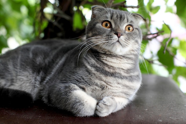 Grijze Britse korthaar portret van Britse korthaar kat liggend op een groene achtergrond