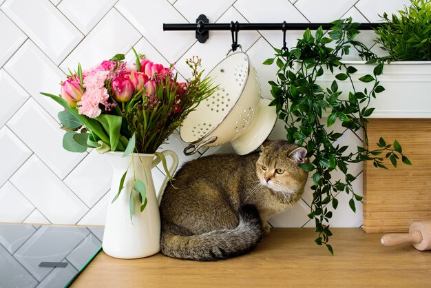 Grijze chinchilla kattenras naast een boeket bloemen in een moderne keuken interieur