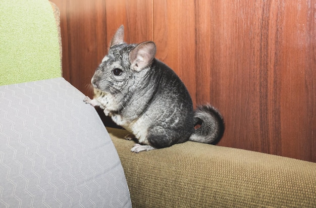 Grijze chinchilla zit op de bank Schattig pluizig huisdier