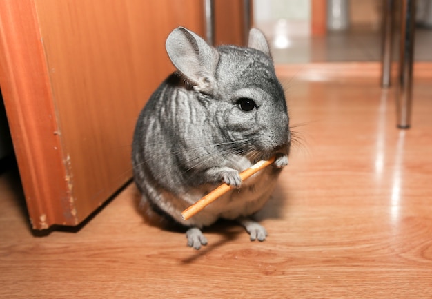 Grijze chinchilla zit op de vloer. schattig pluizig huisdier eten.