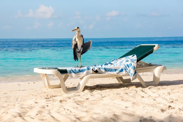 Grijze Chiron op een ligstoel op het strand. Malediven Indische Oceaan.