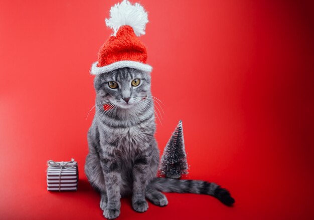 Grijze Cyperse kat draagt kerstmuts op rode achtergrond door geschenkdoos en kerstboom. Kerstmis en Nieuwjaar concept. Ruimte