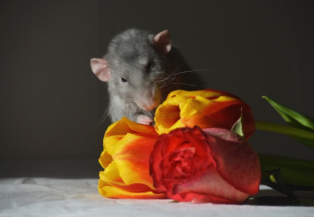 Grijze dombo-rat met bloemen