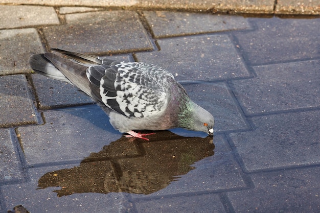 Grijze duif drinkt in de zomer uit een plas in de stad